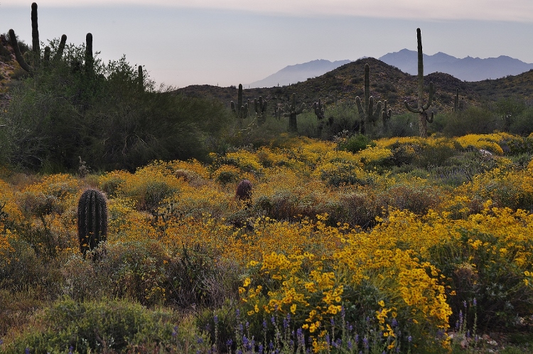 hills with brittlebush
